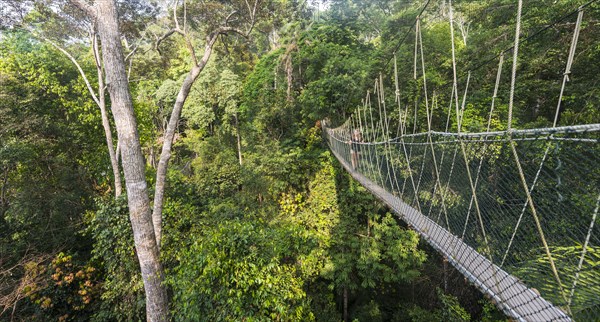 Suspension bridge in jungle