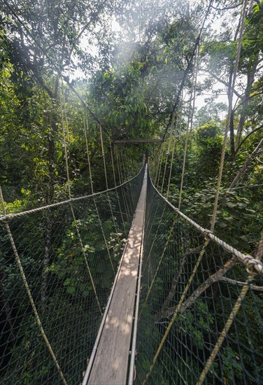 Suspension bridge in jungle