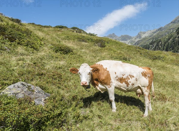 Curious cow in a meadow