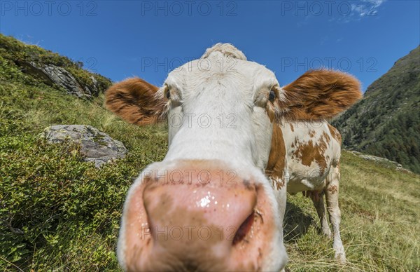 Curious cow in a meadow
