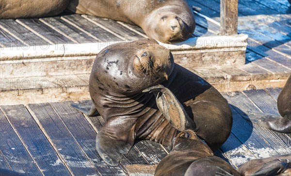 California Sea Lions (Zalophus californianus) at Pier 39