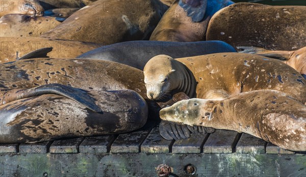 California Sea Lions (Zalophus californianus) at Pier 39