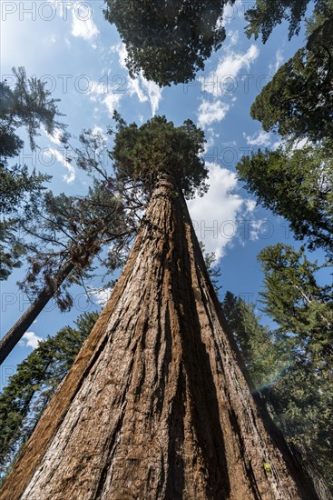 Giant Sequoia (Sequoiadendron giganteum)