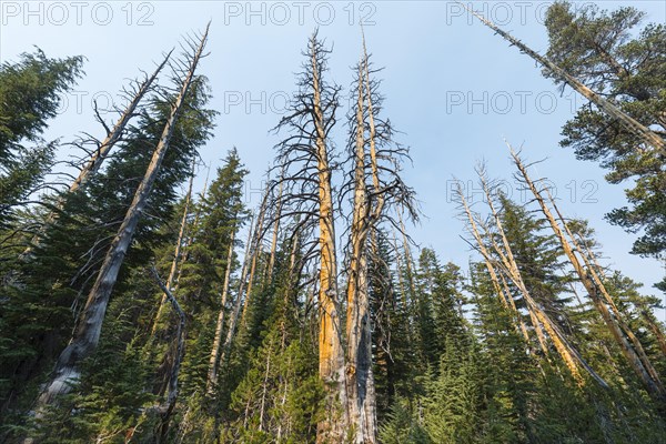 Pine forest with partially burned trees