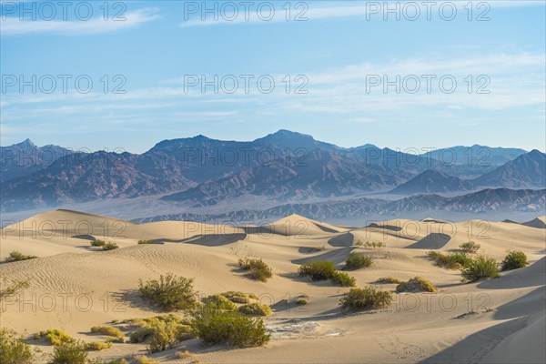 Creosote Bushes (Larrea tridentata) in the Mesquite Flat Sand Dunes