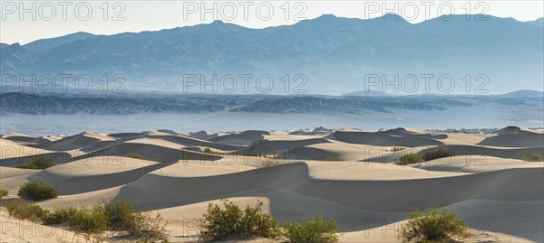 Creosote Bushes (Larrea tridentata) in the Mesquite Flat Sand Dunes