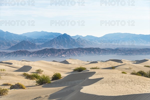 Creosote Bushes (Larrea tridentata) in the Mesquite Flat Sand Dunes