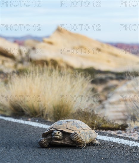 Desert tortoise (Gopherus agassizii) crossing the road