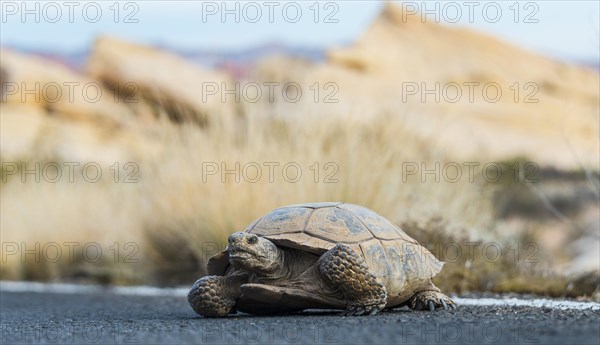 Desert tortoise (Gopherus agassizii) crossing the road