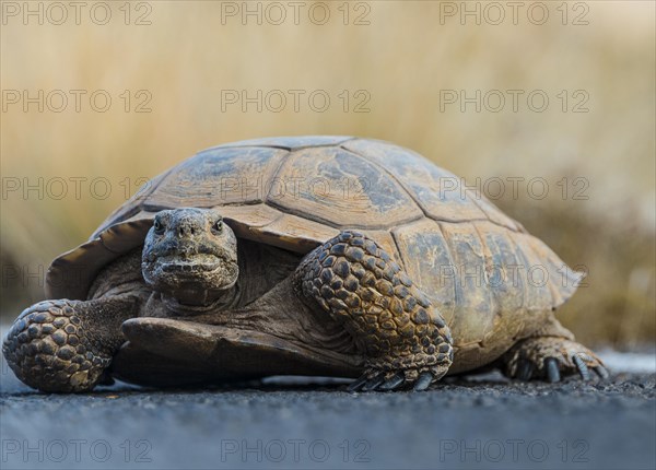 Desert tortoise (Gopherus agassizii) crossing the road