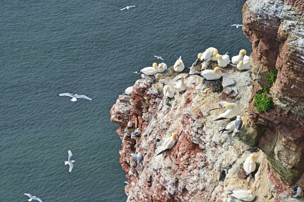 White and red cliff