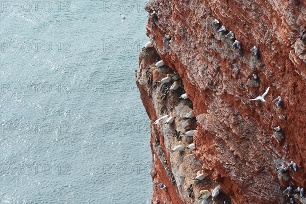 Red cliff with birds by the sea