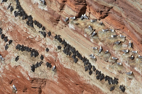 Common murres