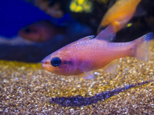 Cardinalfish or king of the mullets (Apogon imberbis)