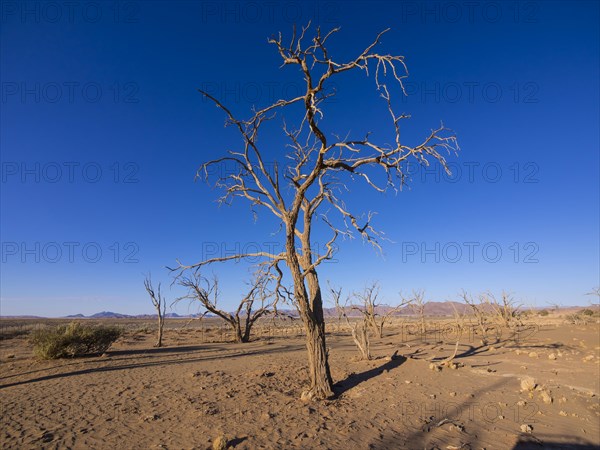 Dried out camel thorn tree (Acacia erioloba) in Kulala Wilderness Reserve on the edge of the Namib Desert