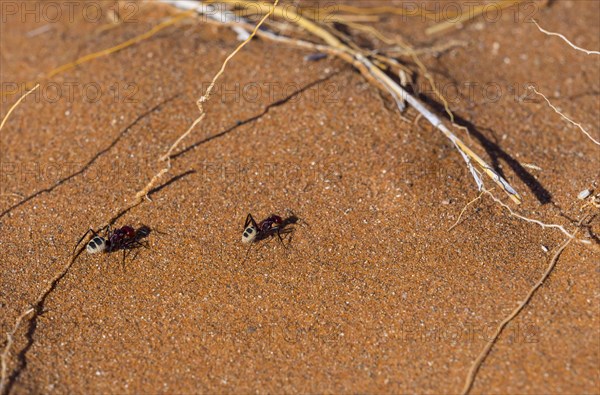 Namib dunes ant (Camponotus detritus) in the sand dunes