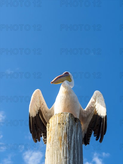 Great white pelican (Pelecanus onocrotalus) sitting on a wooden post