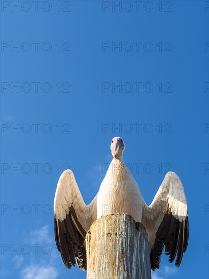 Great white pelican (Pelecanus onocrotalus) sitting on a wooden post