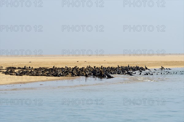 Brown fur seals (Arctocephalus pusillus) on a sandbank