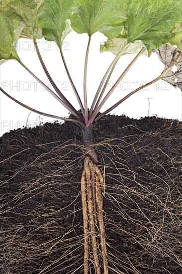 Greater burdock (Lappa)