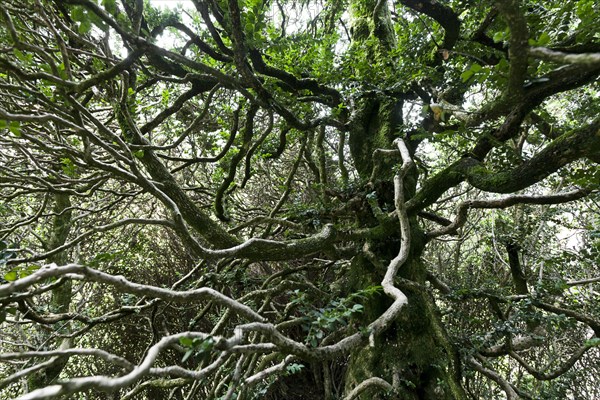 Sprawling Branches Of A Withered Boxwood Buxus Sempervirens Photo12 