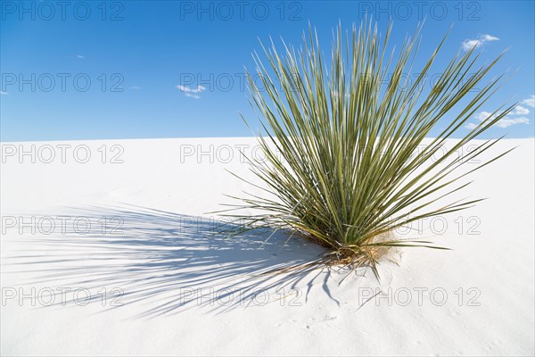 Soaptree (Yucca elata) on white sand dune