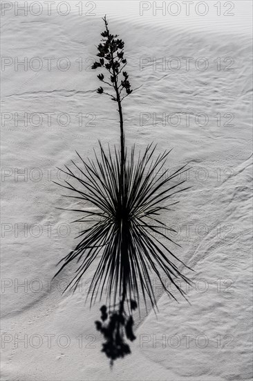 Soaptree (Yucca elata) in white sand dune