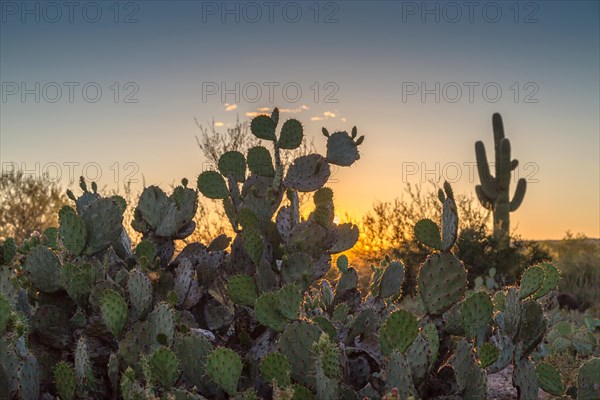 Engelmann's prickly pear cactus (Opuntia engelmannii)