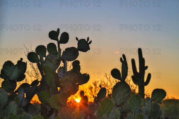 Engelmann's prickly pear cactus (Opuntia engelmannii)