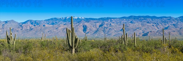 Cactus landscape with Saguaro cactuses (Carnegiea gigantea)