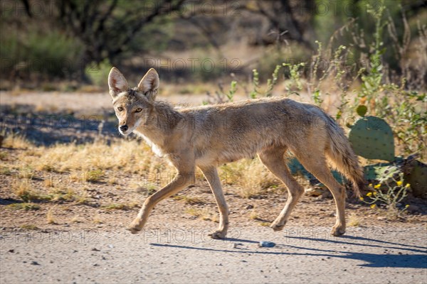 Coyote (Canis latrans) on dirt road