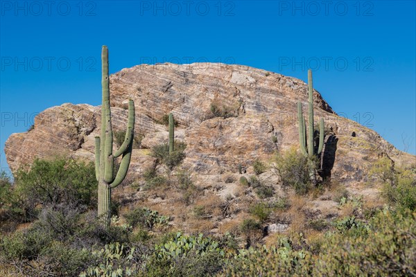 Saguaro cactuses (Carnegiea gigantea) on a large rock
