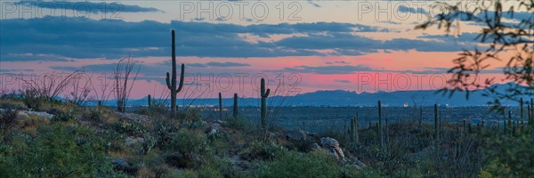 Cactus landscape with saguaro cacti (saguaro) at sunset