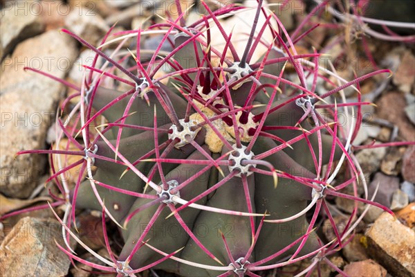 Young fishhook barrel cactus (Ferocactus wislizeni) with red spines