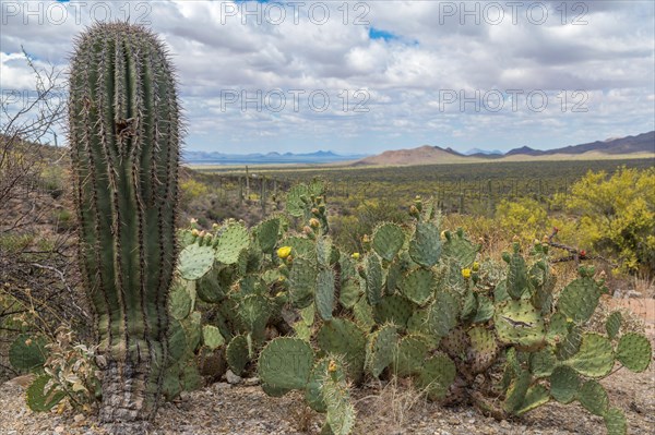 Cactus landscape with young Saguaro cactus (Carnegiea gigantea) and Engelmann's Prickly Pear Cactus (Opuntia engelmannii)