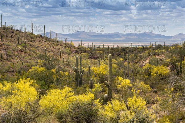 Mountainous landscape with Saguaro cactuses (Carnegiea gigantea)