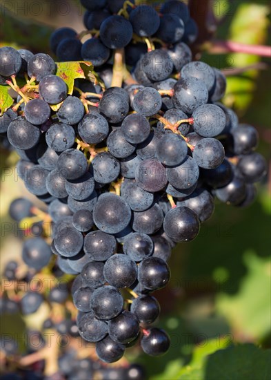 Blue grapes