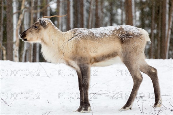 Reindeer (Rangifer tarandus) in snow