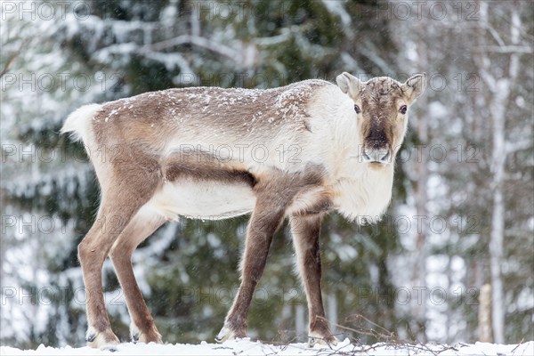 Reindeer (Rangifer tarandus) in snow