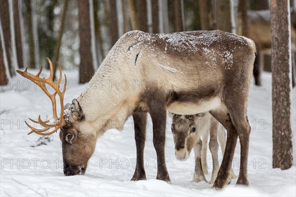 Two reindeer (Rangifer tarandus) in snow