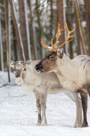 Two reindeer (Rangifer tarandus) in snow