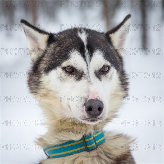 Husky in snow