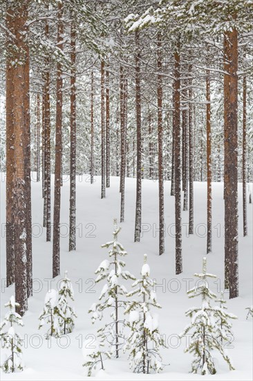 Snowy coniferous forest at the Arctic Circle