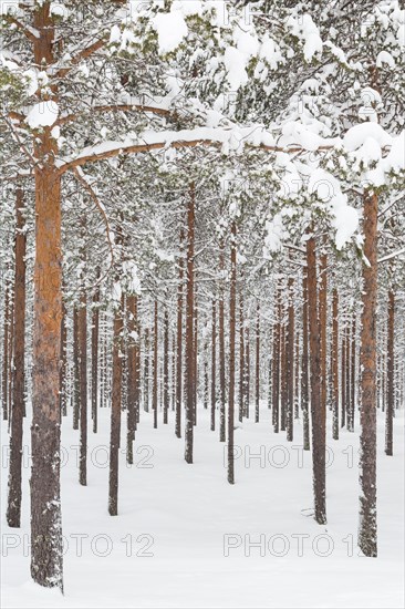 Snowy coniferous forest at the Arctic Circle