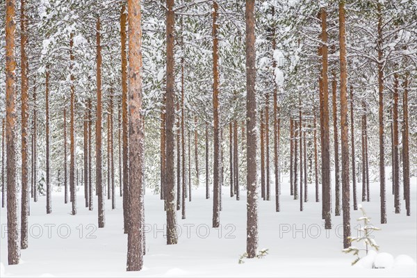 Snowy coniferous forest at the Arctic Circle