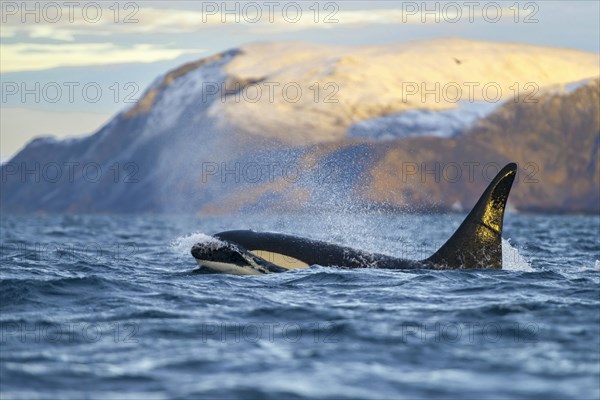 Orca (Orcinus orca) in front of snow-covered mountains