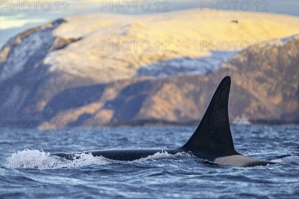 Orca (Orcinus orca)