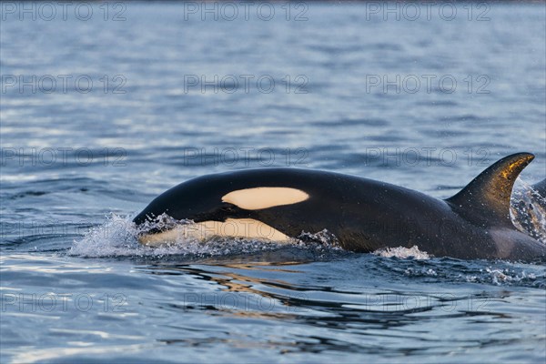 Orca (Orcinus orca) hunting