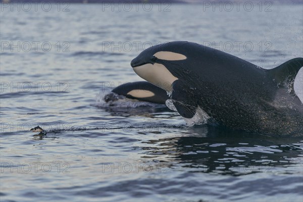 Orcas (Orcinus orca) hunting