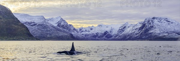 Orca (Orcinus orca) in front of snow-covered mountains